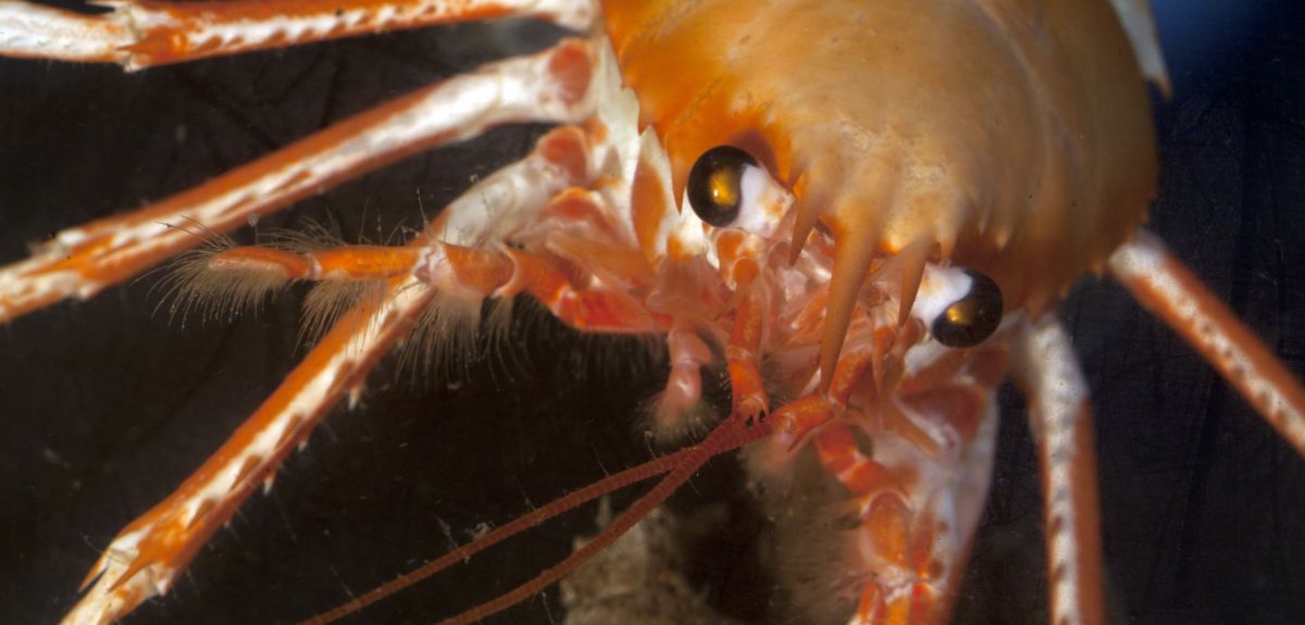 Image credit: M Taylor / Univ of Bristol