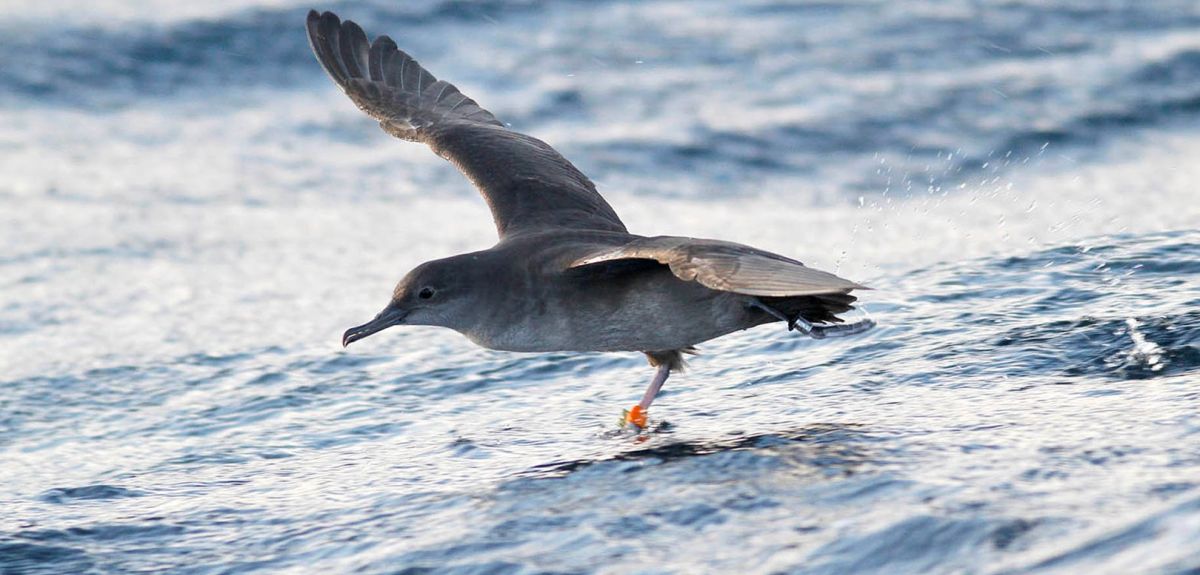 A seabird flies low over waves, wings outstretched. On each leg, a ring is visible.