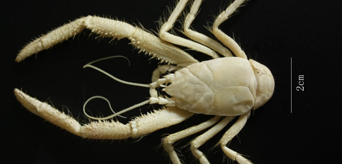 Image credit: C. Roterman