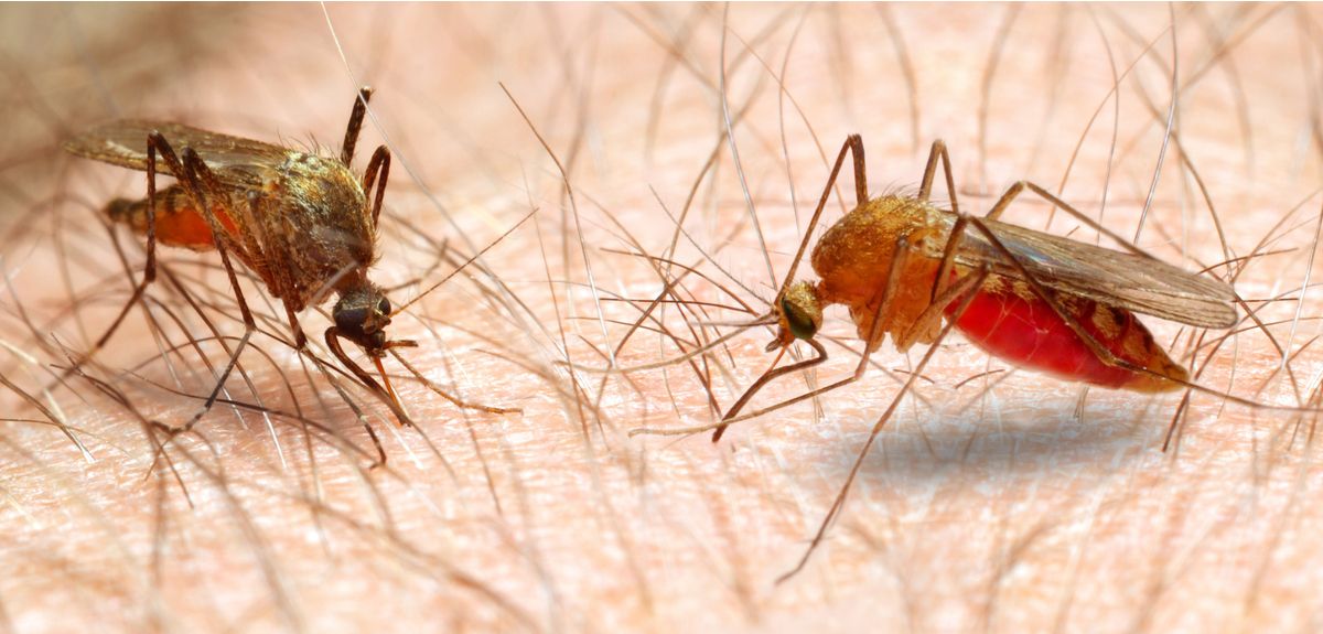 Getting rid of malaria possible, if we try something new