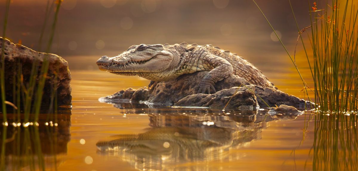 A mugger crocodile rests on a rock in the middle of a river. Image credit: Shutterstock.