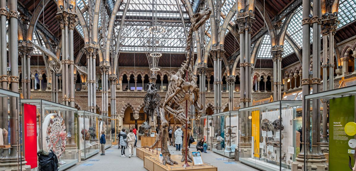 The interior of Oxford University Museum of Natural History. This shows a dinosaur skeleton standing under a vaulted glass ceiling. Image credit: Shutterstock.