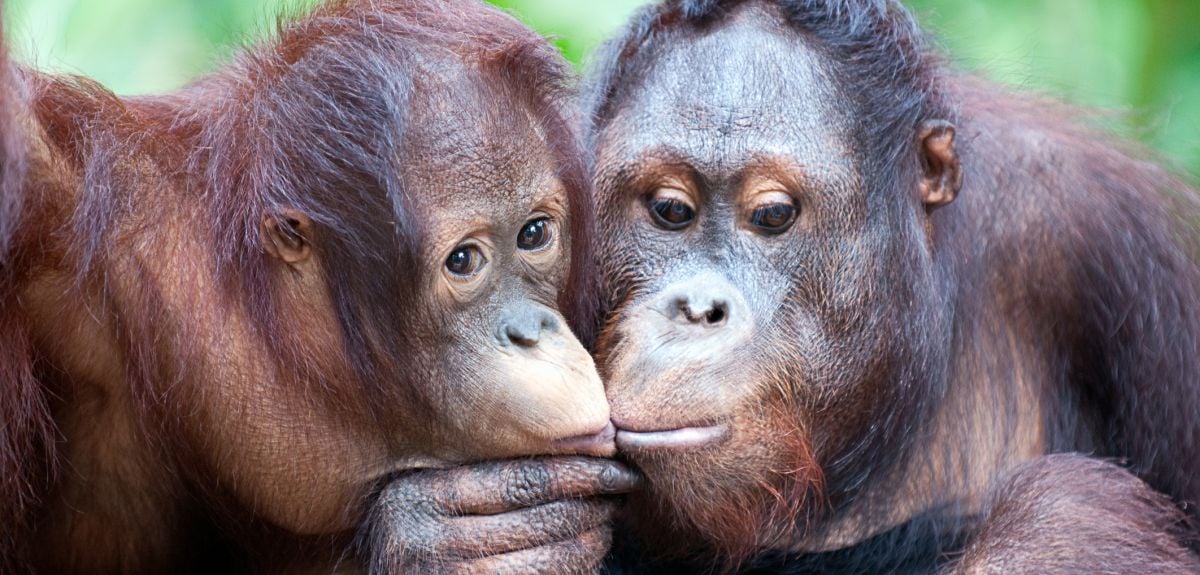 Two orangutans sitting side by side incline their heads together so that their mouths are touching.
