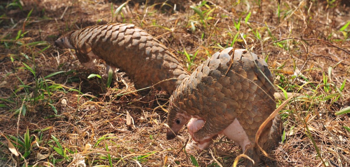 Pangolins are threatened by illegal trafficking
