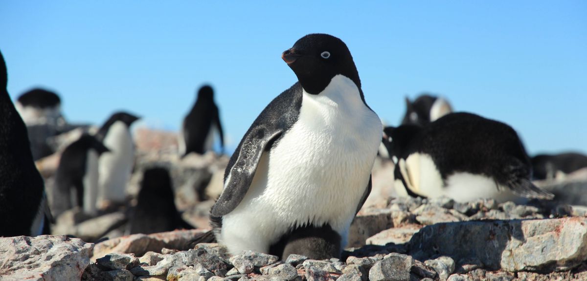 In the past the warming climate benefitted Adélie penguins but now they are in decline