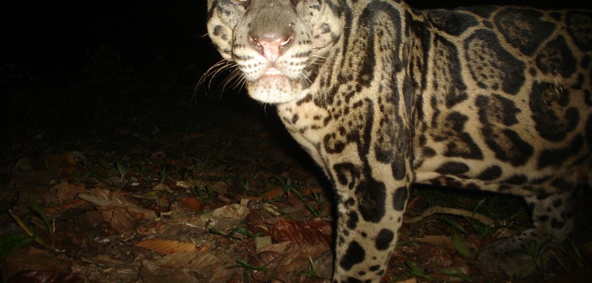 Clouded leopard