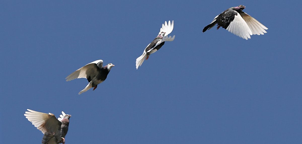 Pigeons use hedges to navigate