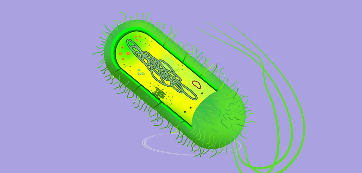Illustration of plasmid inside bacteria cell