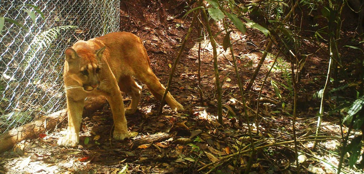 A puma leaves its enclosure as it is released into the wild. Image credit: Associação Mata Ciliar.
