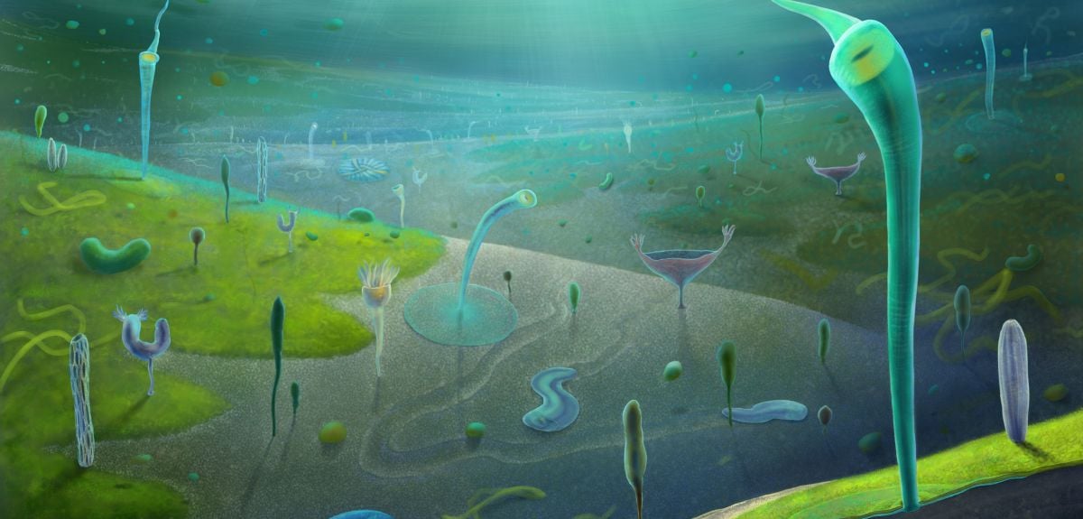 Artistic illustration depicting an ocean between 554 and 539 million years ago. The seabed is covered with worm-like creatures anchored to the ground at one end. There are also disc-shaped animals on the ground and lozenge-shaped swimming creatures.