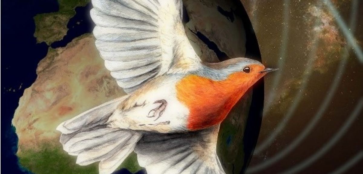 Illustration of robin in flight