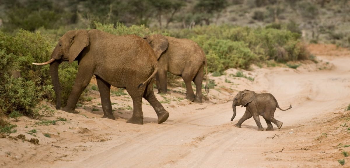 Photograph of adult elephants and calf