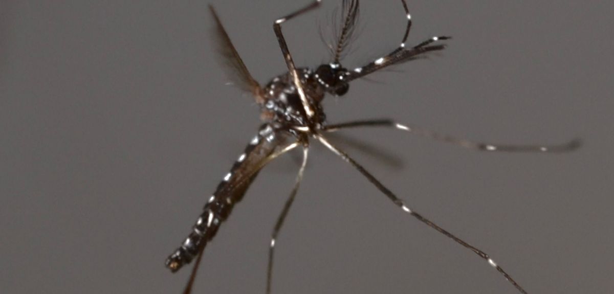 An Aedes Aegypti Mosquito, developed by Oxitec to combat dengue fever, in flight