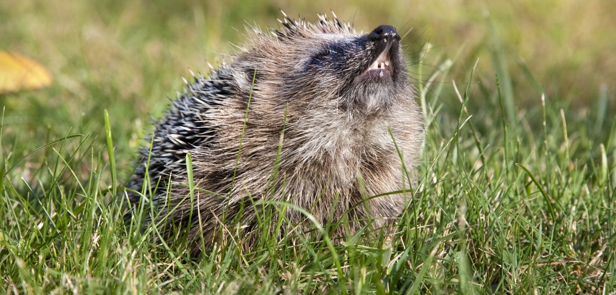 Superbug MRSA arose in hedgehogs long before clinical use of antibiotics