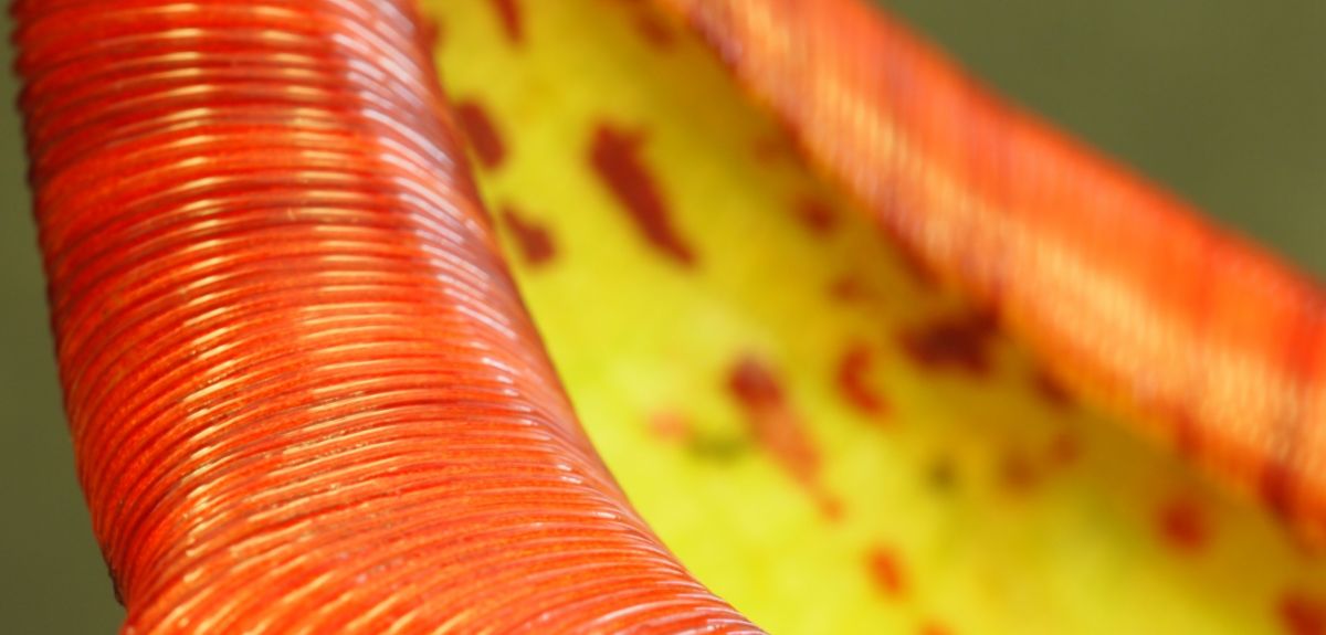 The grooved Nepenthes peristome