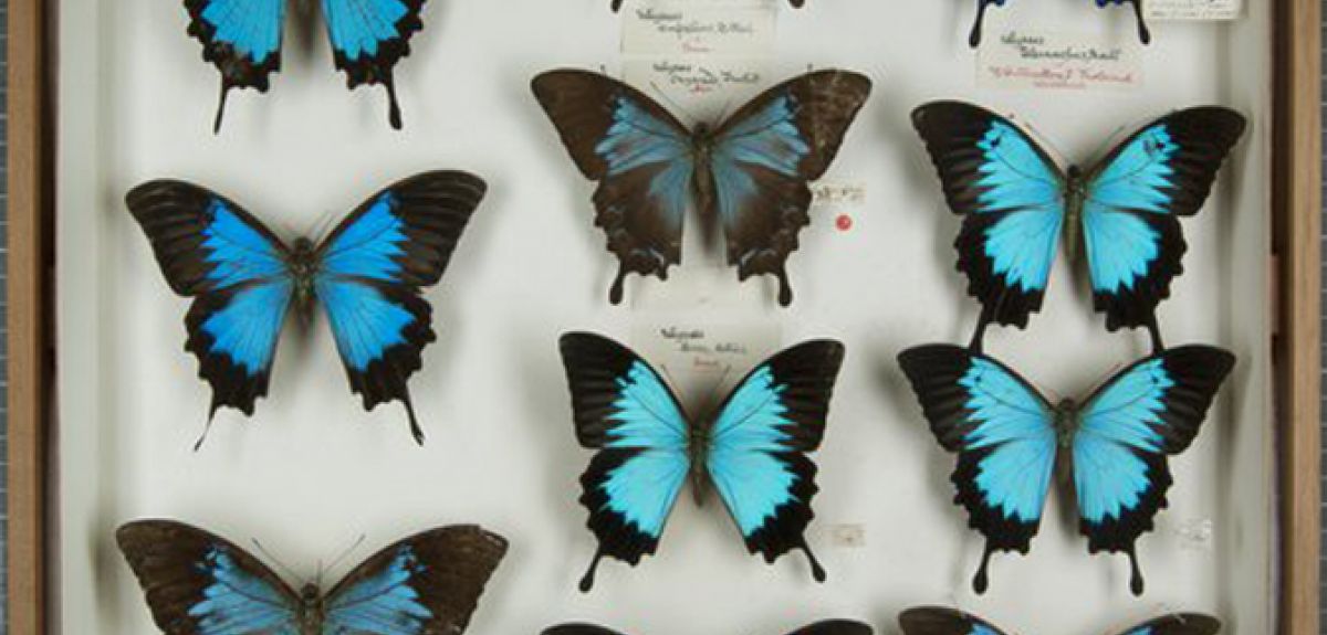 Ulysses butterflies