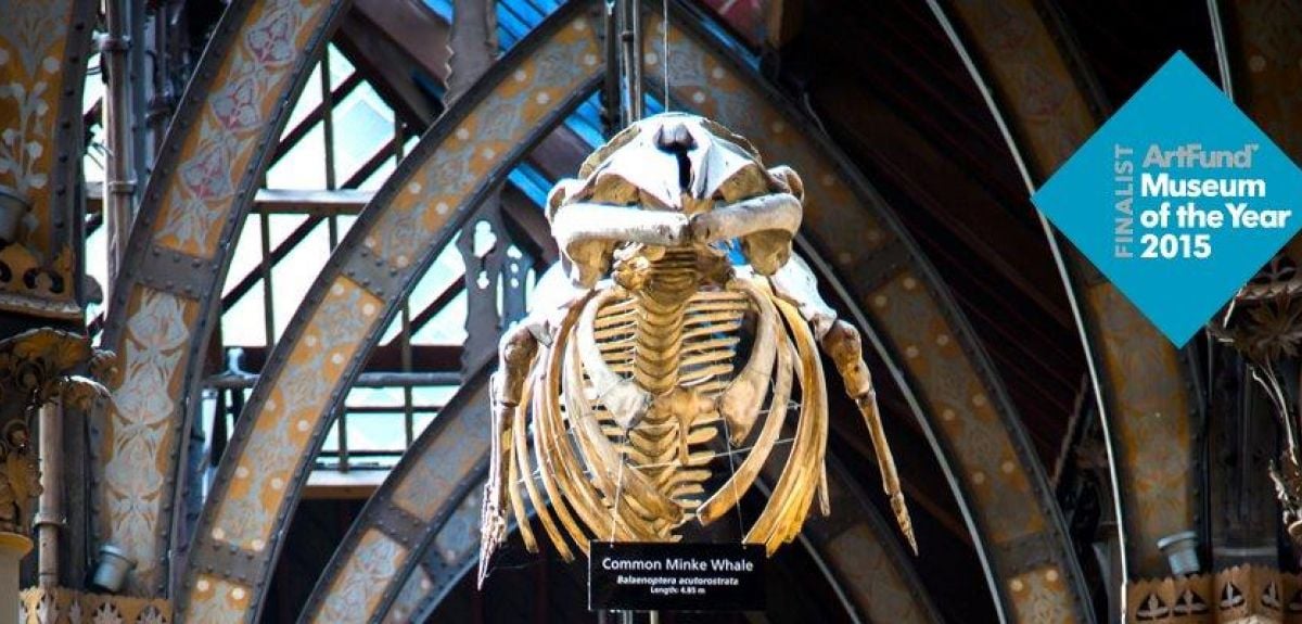 Whale Museum Art Fund