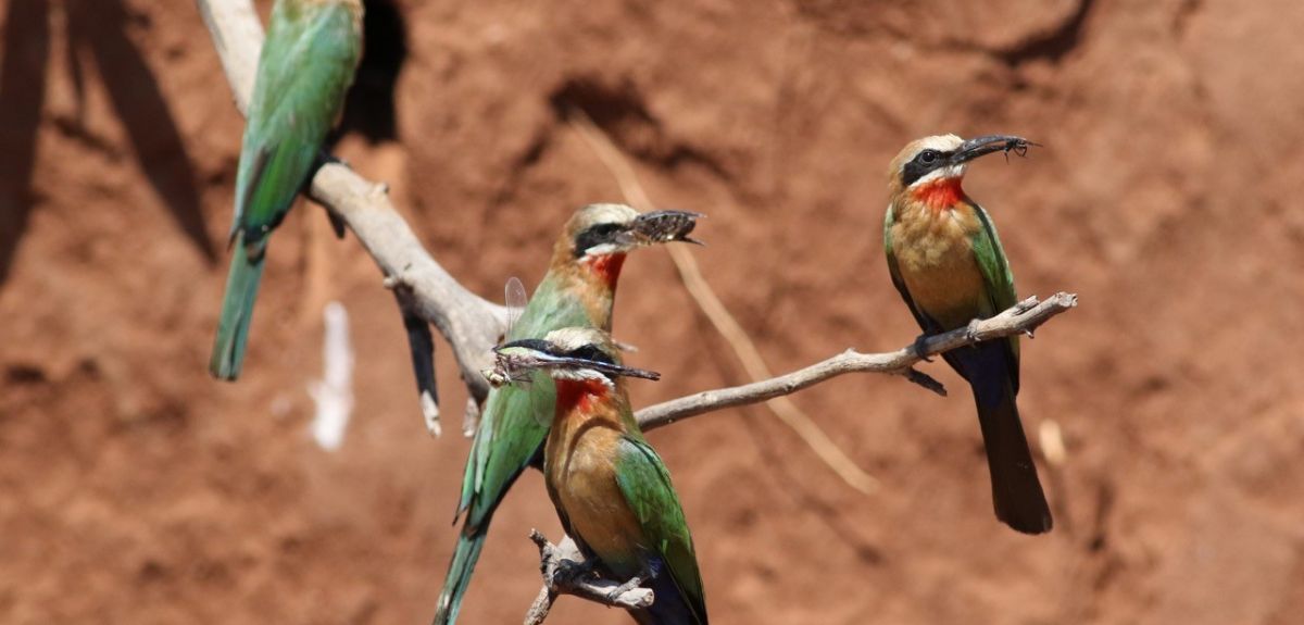 White Fronted Bee Eaters are a bird species who breed cooperatively, working together to survive in harsh environments, like the desert.