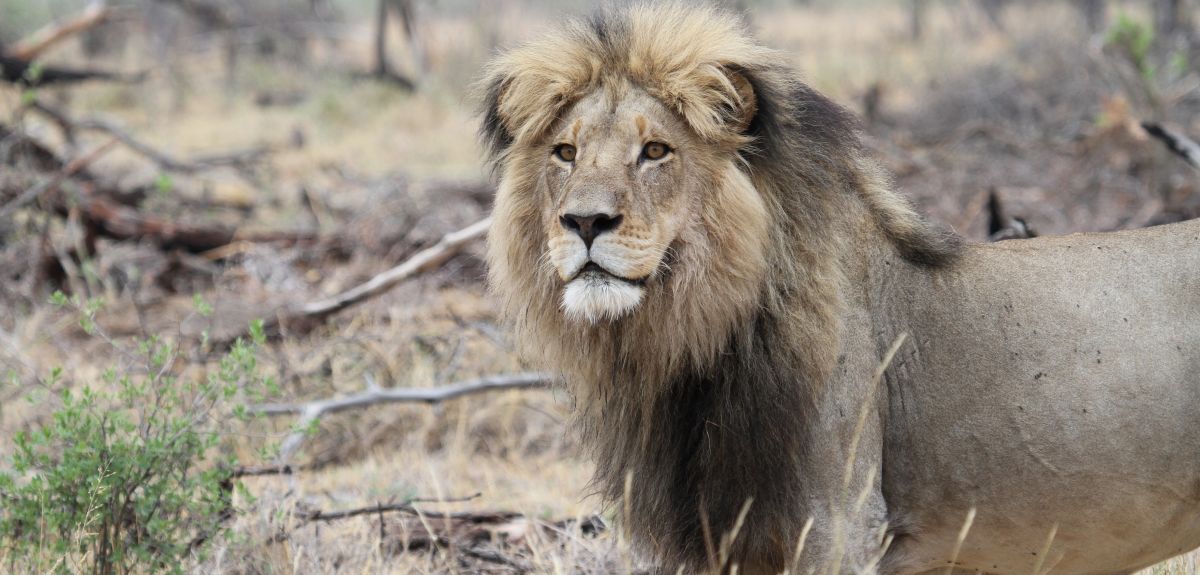 A male lion photographed in the Okavango Delta, Botswana.