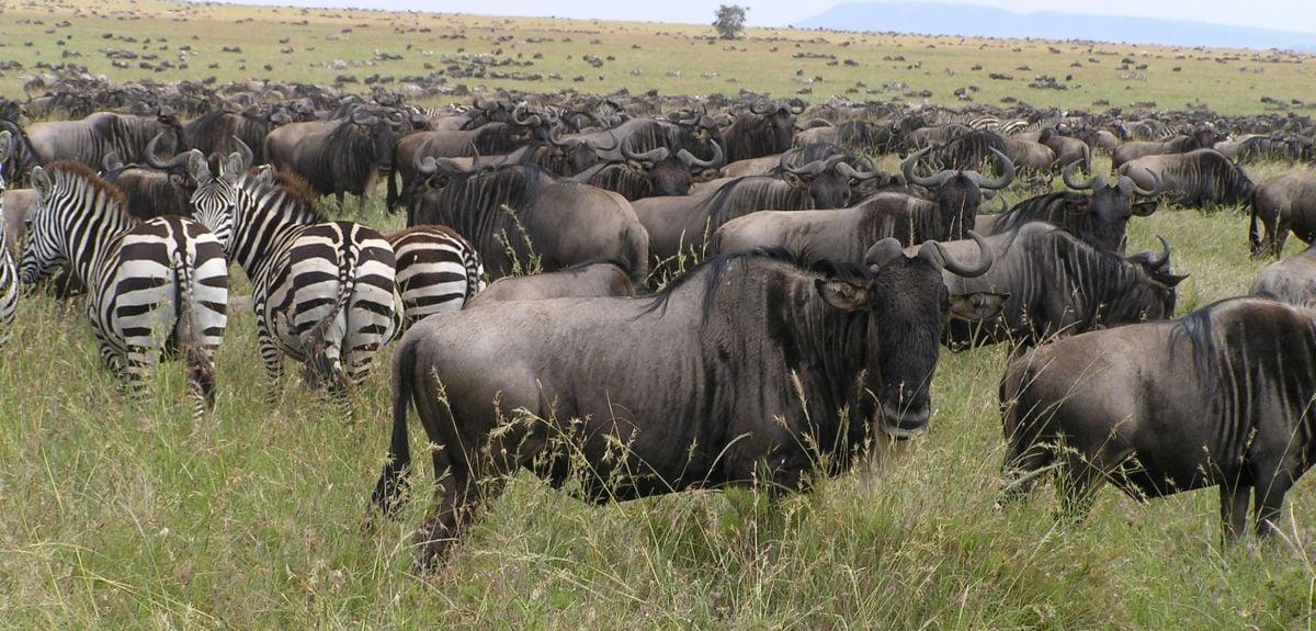 A vast herd of wildebeest with several zebras grazing among them on the Serengeti plains during the great migration.