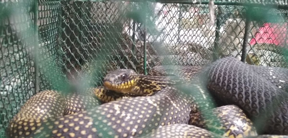 King rat snake (Elaphe carinata) on sale in Huanan seafood market prior to the closure