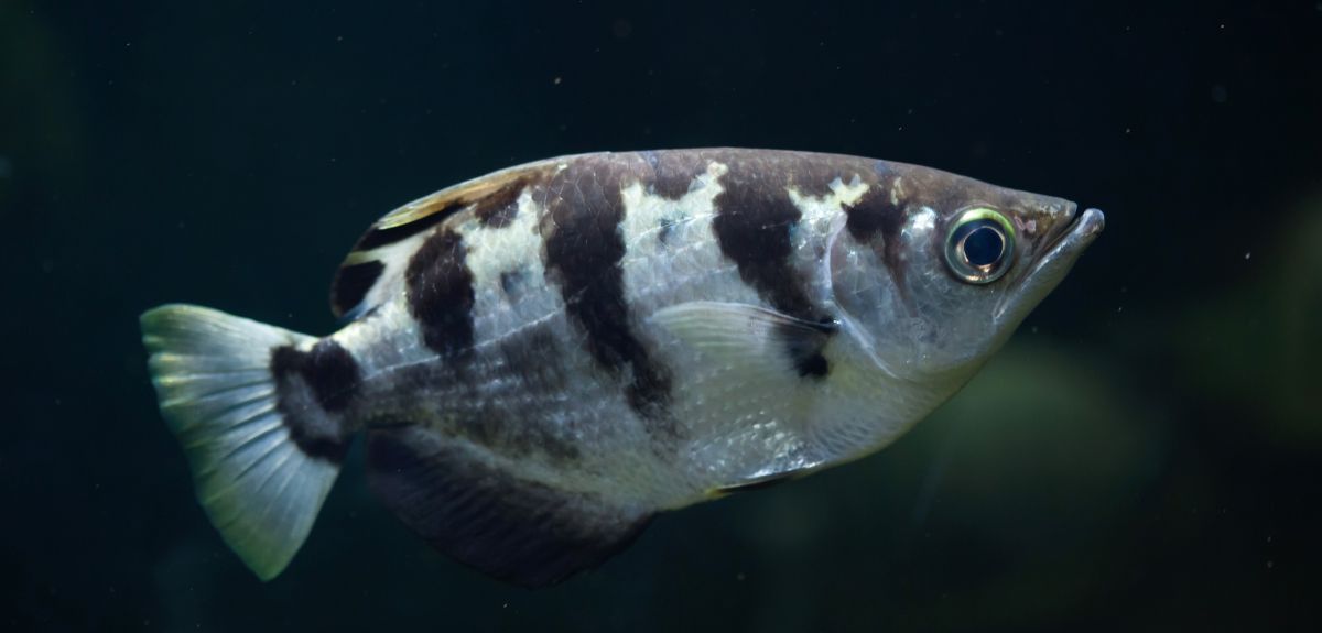 Fish can recognise human faces, new research shows | University of Oxford