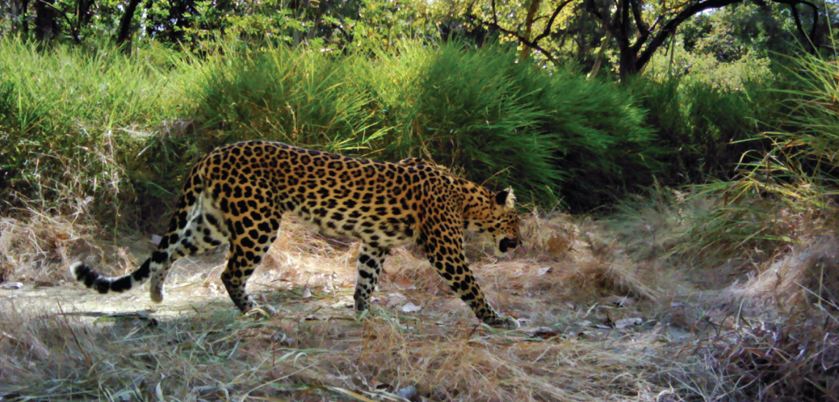 Cambodian leopard