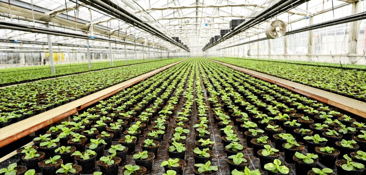  Interior of a commercial greenhouse for cultivating potted houseplants for retail with rows of green seedlings stretching back into the distance