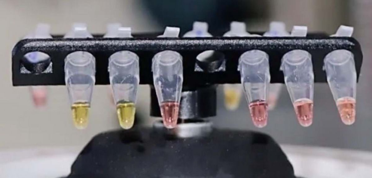 Rapid test showing different colours for positive and negative results