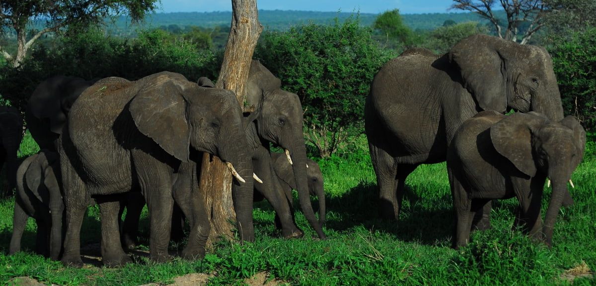 Picture of a small herd of elephants