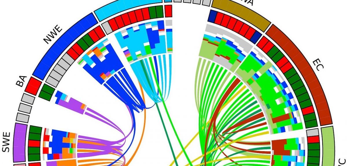 Detail from a circos plot showing genetic admixture