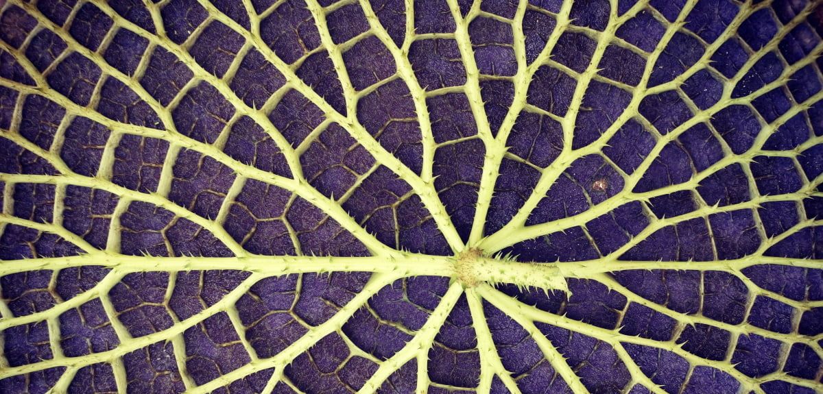 Underneath the giant Amazonian waterlily 