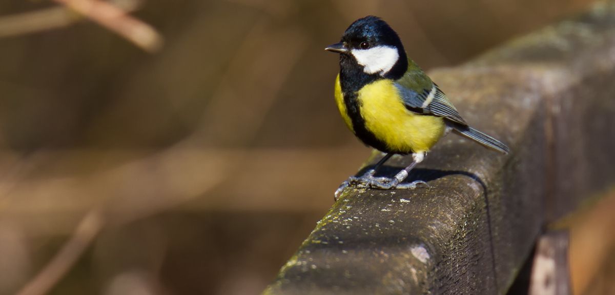 The mating choices of birds are naturally affected by their social environment, because it determines the number and availability of potential partners they can choose from. 