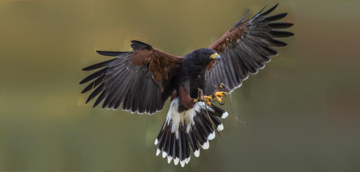 Photograph of a Harris' hawk braking in mid air