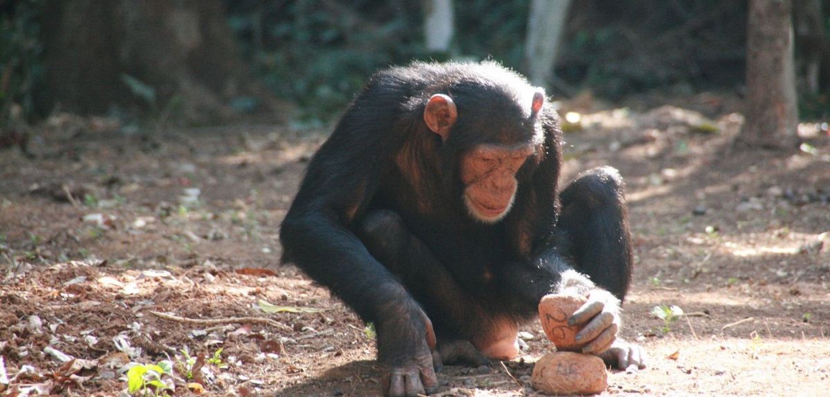 Monkey cracking a nut using two rocks
