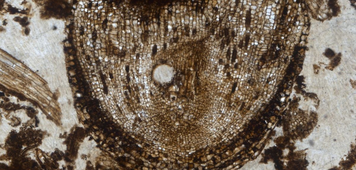 Plant root in fossilised soil