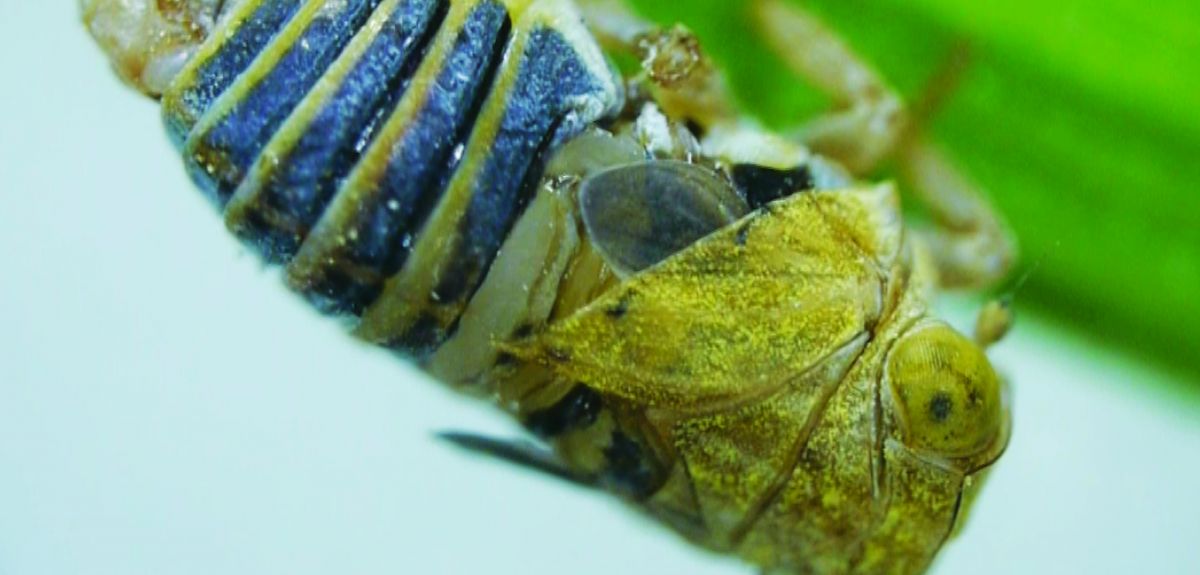 Planthopper bug