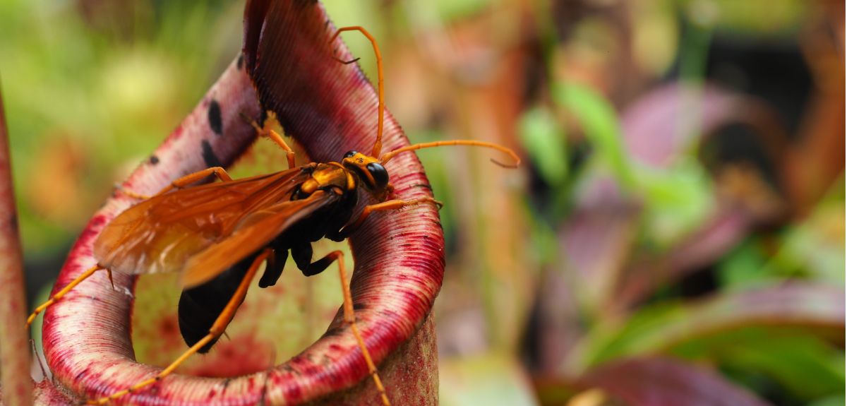 A flying insect sits on the rim of a large cup shaped plant. 