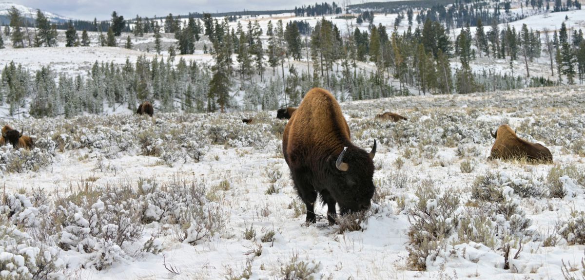 Bison grazing on Arctic tundra