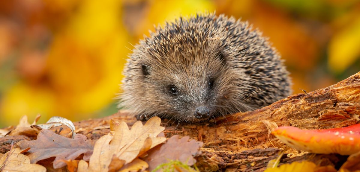 A wild European hedgehog forages on a fallen log. Image credit: Shutterstock.