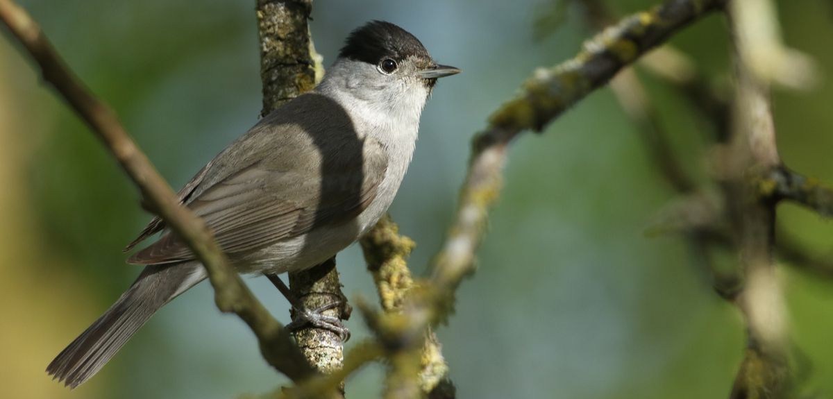 At a time when so many species are struggling to adapt to human-mediated environmental change, Blackcap numbers are actually rising and this species’ ability to ring in the changes might explain why