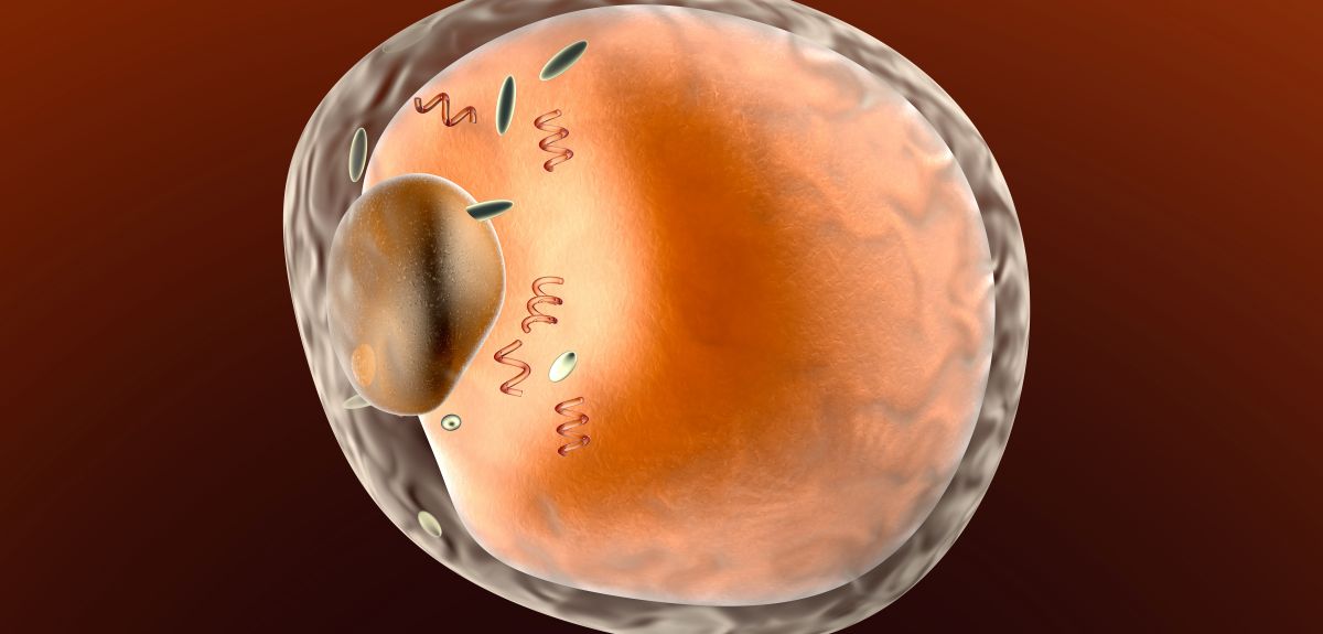 Illustration of a fat cell