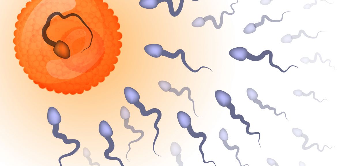 Illustration of fertilisation of an egg by sperm