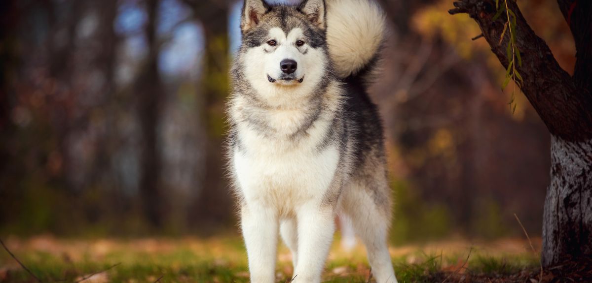 Image credit: Shutterstock