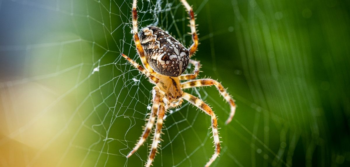 Close up macro shot of a European garden spider (cross spider, Araneus diadematus) sitting in a spider web