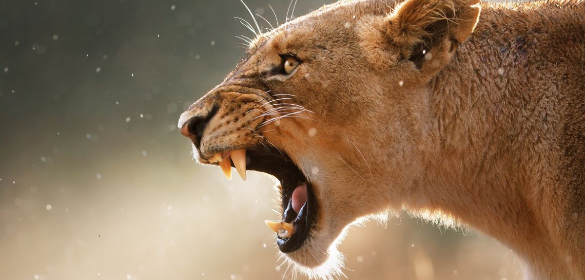 Scientists Discover The Unique Signature Of A Lion'S Roar Using Machine  Learning | University Of Oxford