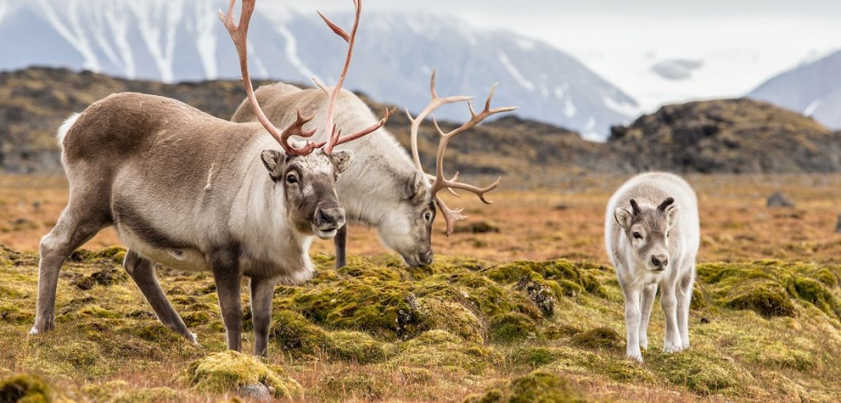 Wild reindeer family - Spitsbergen, Svalbard