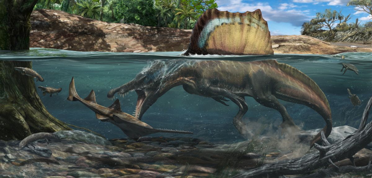 Illustration of the Spinosaurus hunting underwater