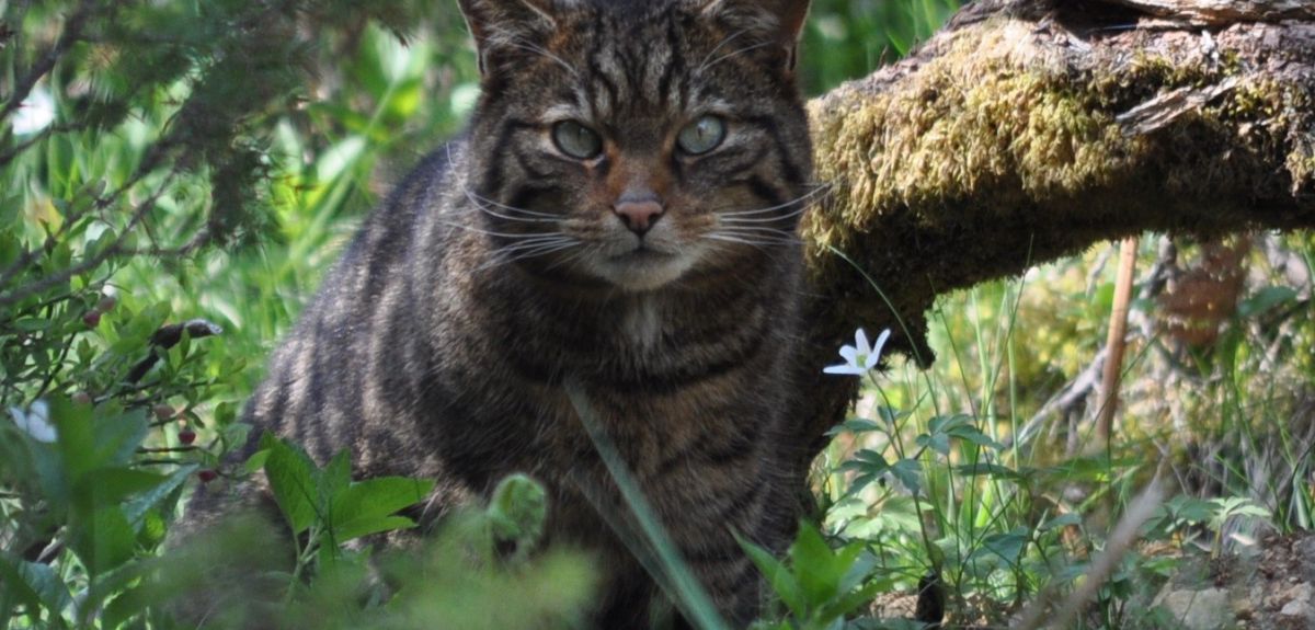 A wildcat which is part of the Saving Wildcats conservation breeding for release programme which conducted the first release of wildcats to the Cairngorms National Park, Scotland in 2023” Credit Saving Wildcats