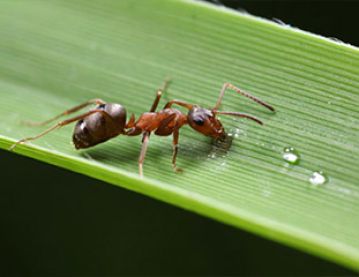 Ant on leaf